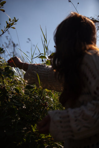 Picking blackberries in Northumberland